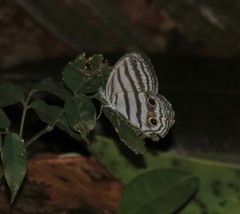 Caeruleuptychia brixius