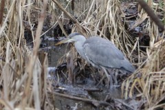 Ardea cinerea