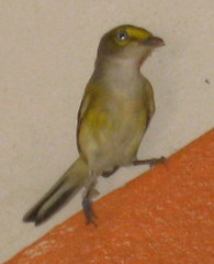 Vireo griseus