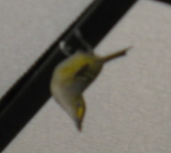 Vireo griseus