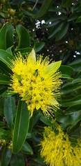 Xanthostemon chrysanthus