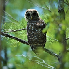 Strix
