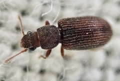 Berginus tamarisci