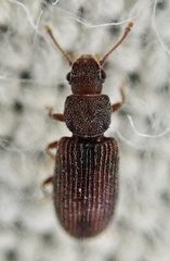 Berginus tamarisci