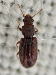 Berginus tamarisci