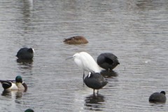 Egretta garzetta