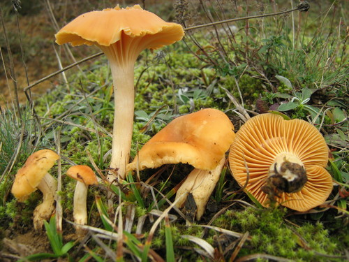Meadow Waxcap