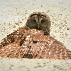 Strix