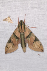 Eumorpha capronnieri