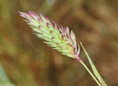 Phalaris californica