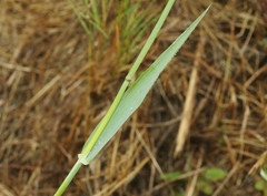 Phalaris californica