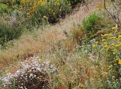 Phalaris californica