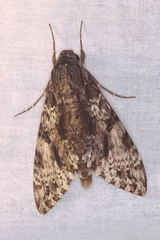 Isognathus occidentalis