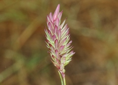 Phalaris californica