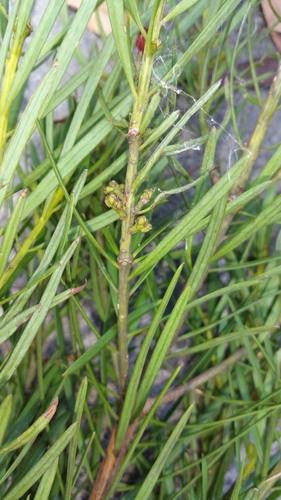 Podocarpus image