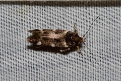 Macrobathra ceraunobola