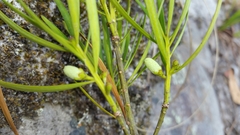 Podocarpus capuronii image