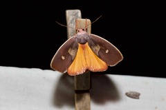 Cryptophasa rubescens