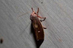 Cryptophasa rubescens