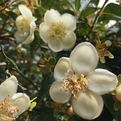Luma apiculata