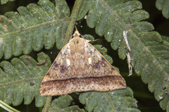 Ugia serrilinea