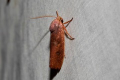 Cryptophasa rubescens