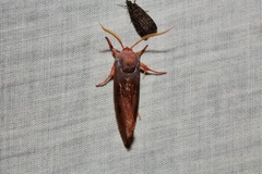 Cryptophasa rubescens