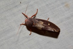 Cryptophasa rubescens