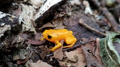 Brachycephalus ephippium