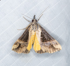 Dichromia quinqualis