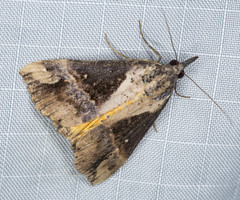 Dichromia quinqualis