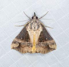 Dichromia quinqualis