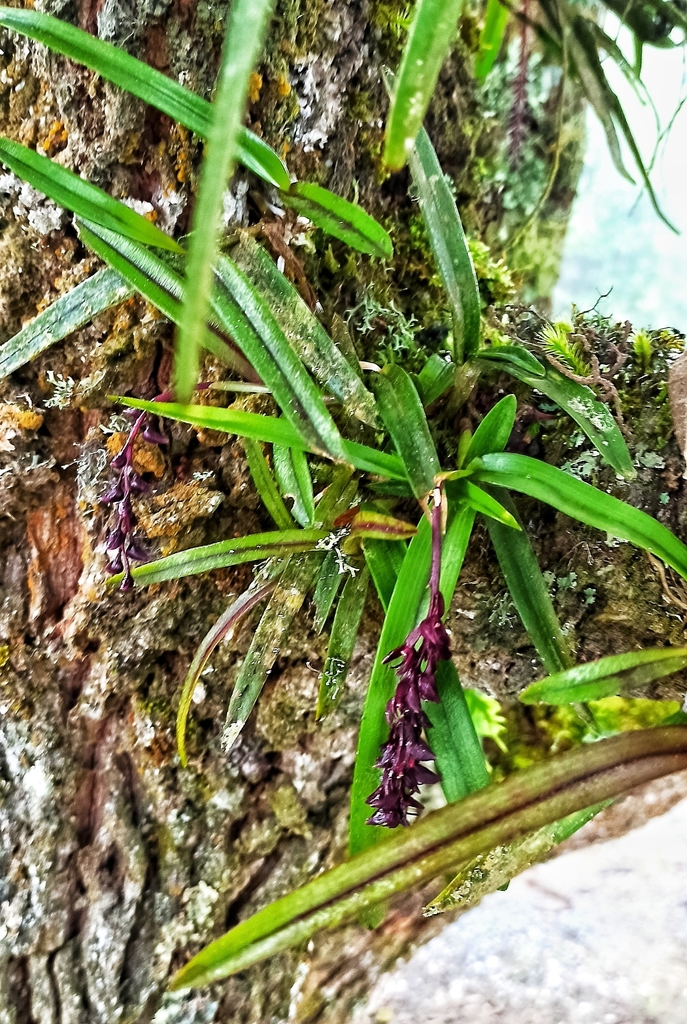 Epidendrum coryophorum (Kunth) Rchb.f. 3