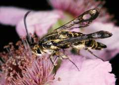 Chamaesphecia bibioniformis