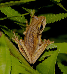 Boana bischoffi