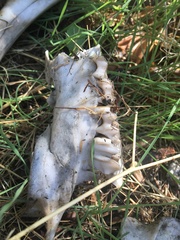 Odocoileus hemionus californicus