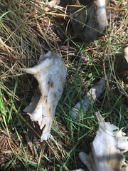 Odocoileus hemionus californicus