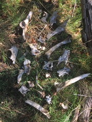 Odocoileus hemionus californicus