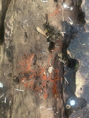 Willkommlangea reticulata