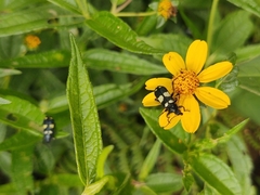 Astylus sexmaculatus