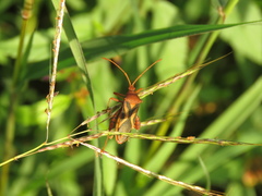 Crinocerus sanctus