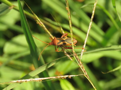 Crinocerus sanctus