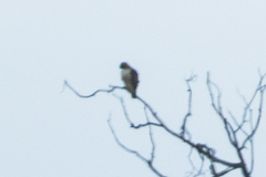 Buteo jamaicensis