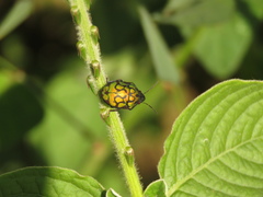 Orsilochides variabilis