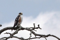 Gampsonyx swainsonii