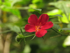 Hibiscus phoeniceus