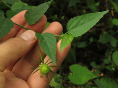 Hibiscus phoeniceus