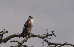 Gampsonyx swainsonii