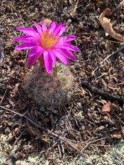 Mammillaria deherdtiana deherdtiana
