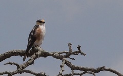 Gampsonyx swainsonii